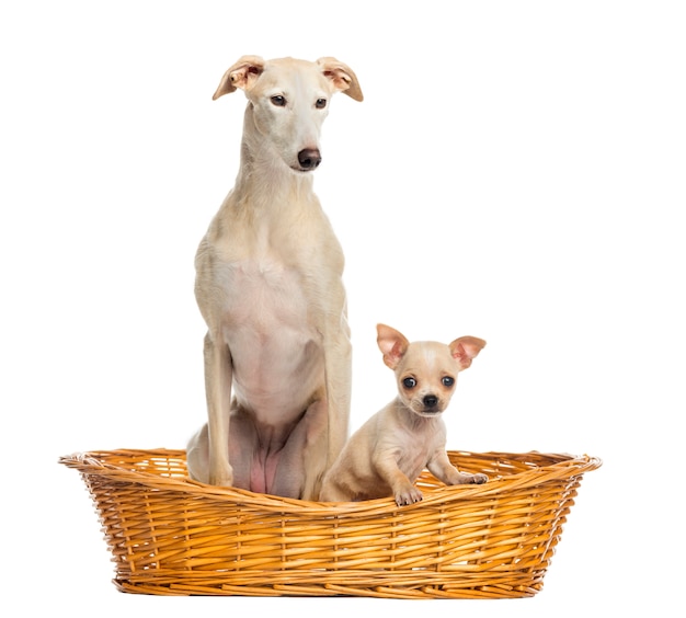 Whippet and Chihuahua puppy in wicker basket isolated on white