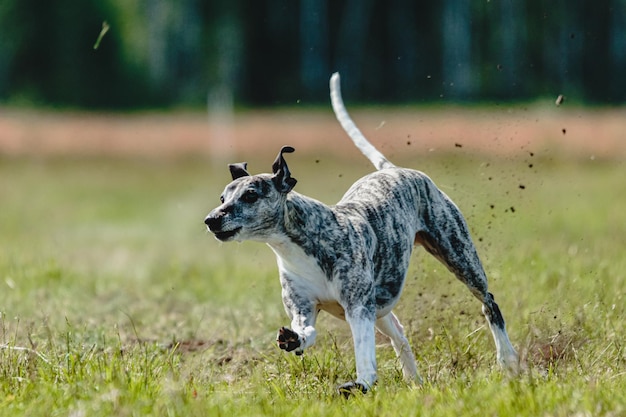 Whippet dog lifted off the ground during the dog racing competition running straight into camera