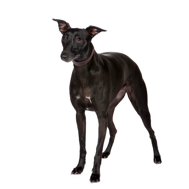 Whippet dog portrait isolated