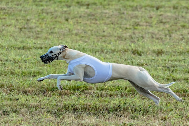 Whippet dog running in white jacket on coursing field