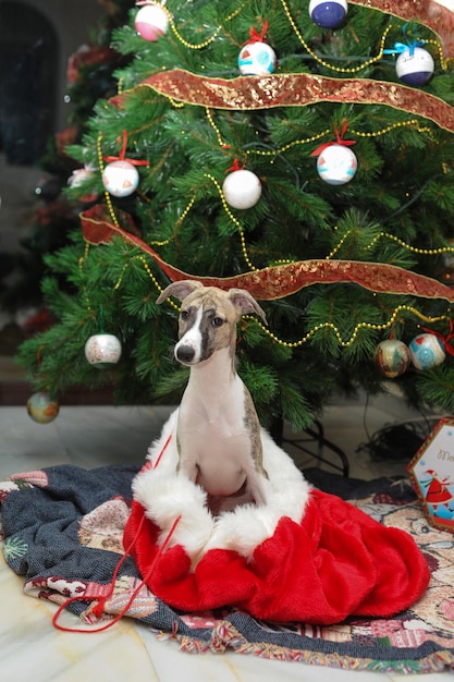 Whippet purebred dog at the foot of the Christmas tree next to gift boxes