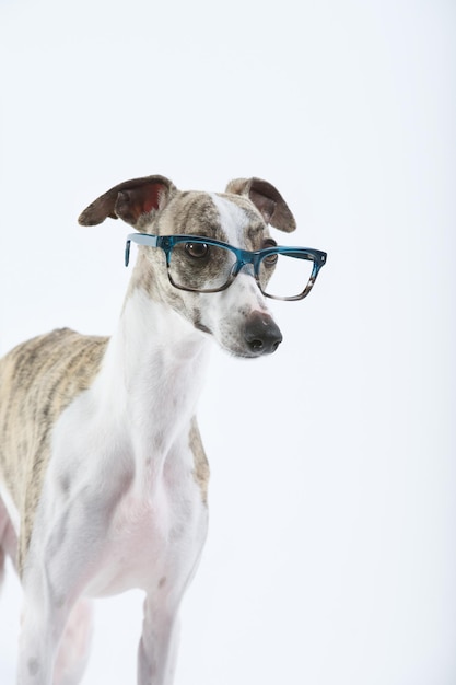 Whippet purebred dog looking with glasses