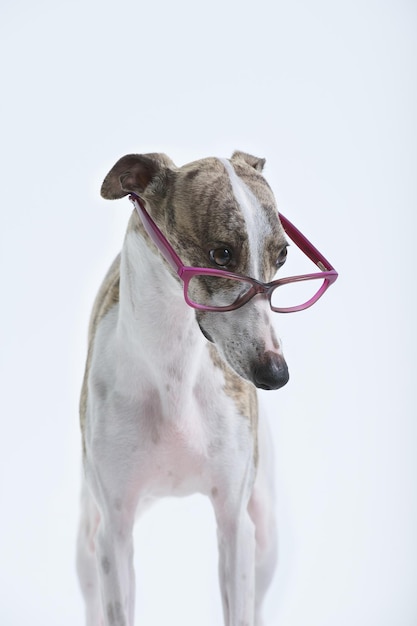 Whippet purebred dog looking with glasses