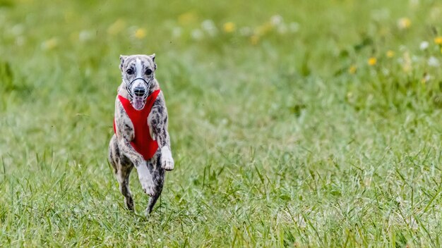 Whippet in red shirt running in the field on lure coursing competition