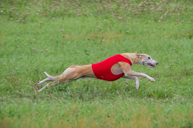 Foto whippet che corre in un campo di coursing di giacca rossa sul coursing di esche
