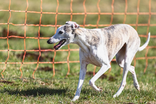 Whippet sprinter running straight on camera and chasing coursing lure on green field