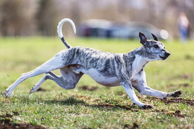 Whippet sprinter running straight on camera and chasing coursing lure on green field