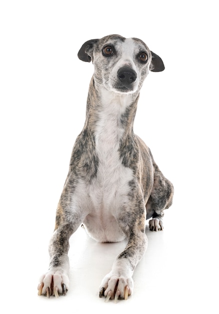 whippet in studio