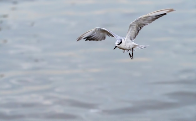 The whiskered tern in flight, Bang Pu Recreation Centre, Thailand