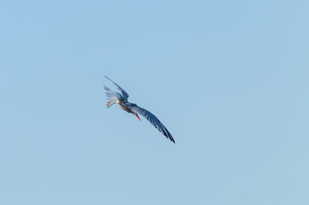 Photo whiskered tern in flight chlidonias hybridus