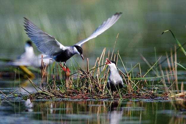 Photo whiskered tern nesting on a shallow wetland