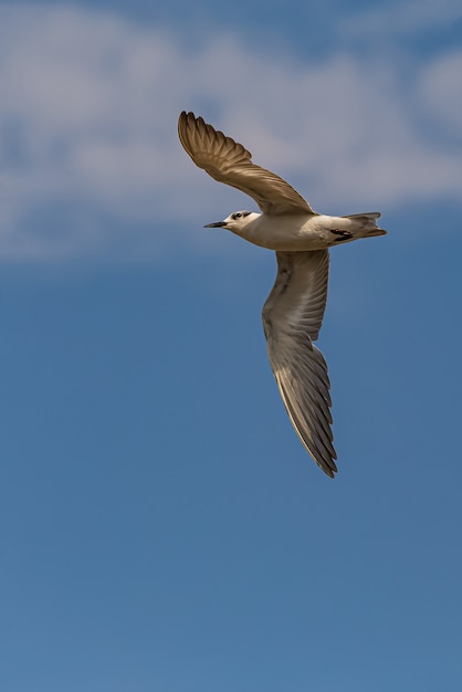 Whiskered Tern vindt voedsel,