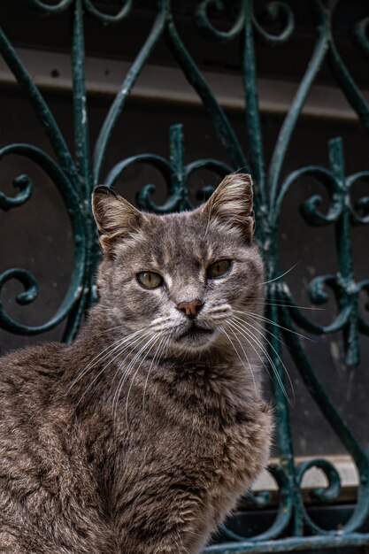 The whiskers on the cat