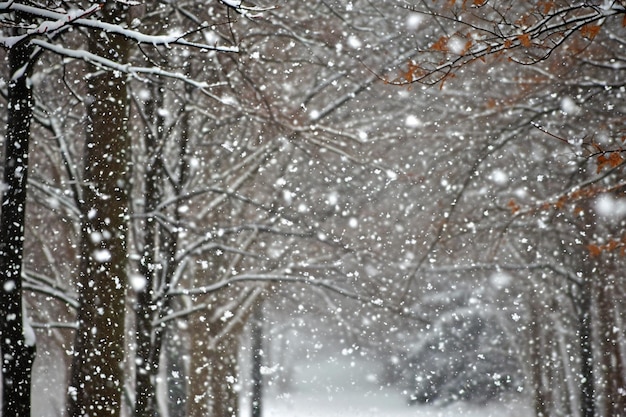 Whispers of Winter snow storm