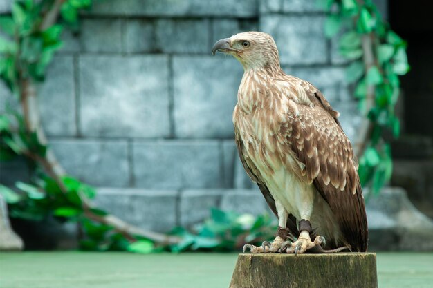 Photo whistling eagle or haliastur sphenurus bird