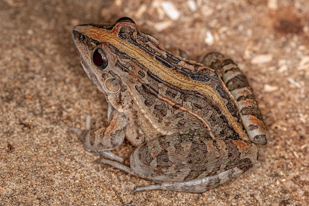 Foto rana fischiante della specie leptodactylus fuscus