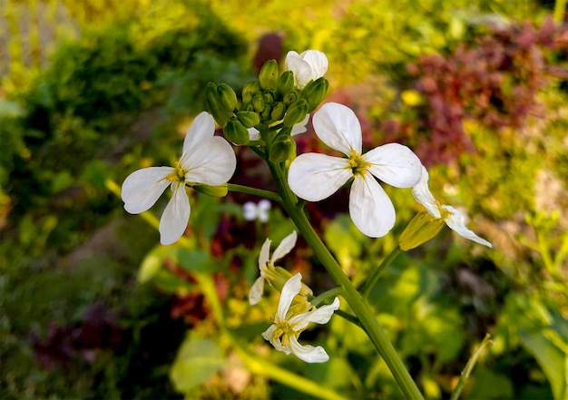 Whit Flower image