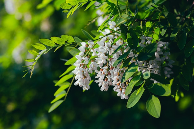 Fiore di acacia bianco su uno sfondo di foglie verdi