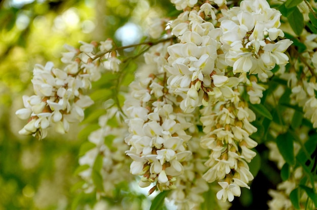 White acacia flower close up in the forest