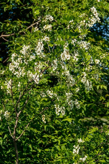 Белый крупный план цветка акации (Robinia pseudoacacia). Цветение дерева акации