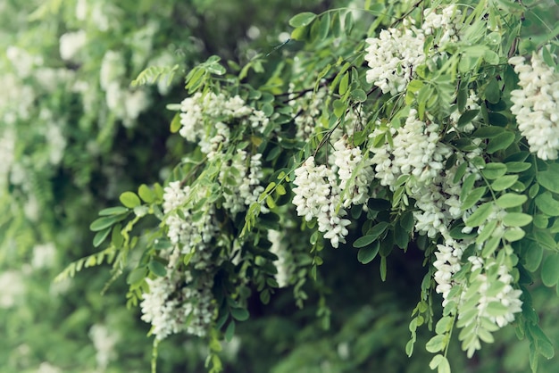 White acacia flowers