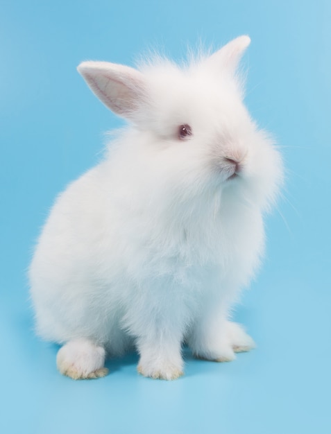 White adorable baby rabbit on blue background