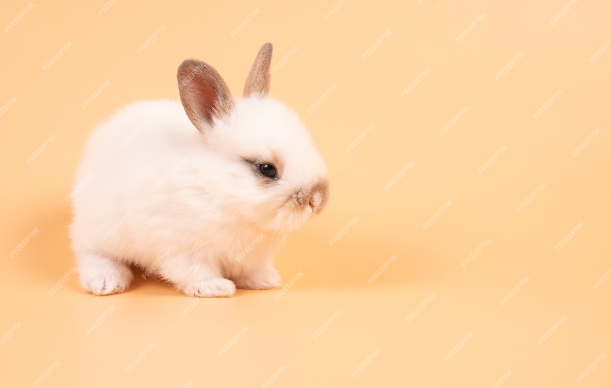 cute white baby rabbits