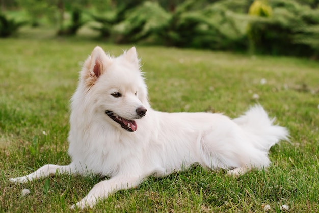 Белая взрослая собака породы Помски сидит на зеленой траве в парке