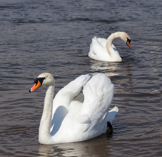 White adult swans swimming on the lake