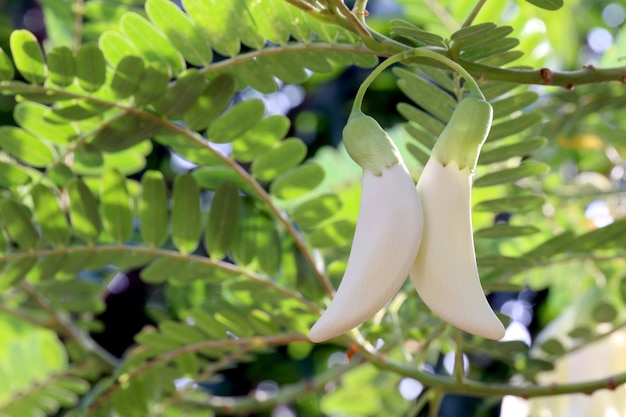 Foto fiore bianco di agasta, sesban, uccello di ronzio di verdure, albero di uccello di ronzio