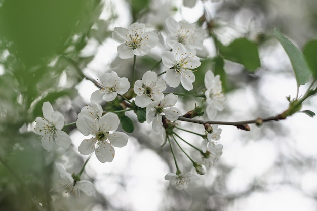 White airy flowers of a blossoming cherry tree. Spring flowering. Horizontal photo.