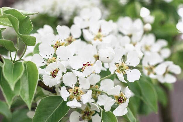 White airy flowers of a blossoming pear tree. Spring flowering.