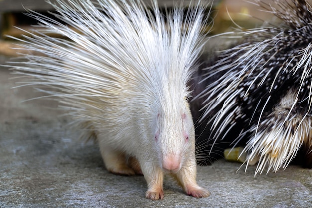 White albino porcupine