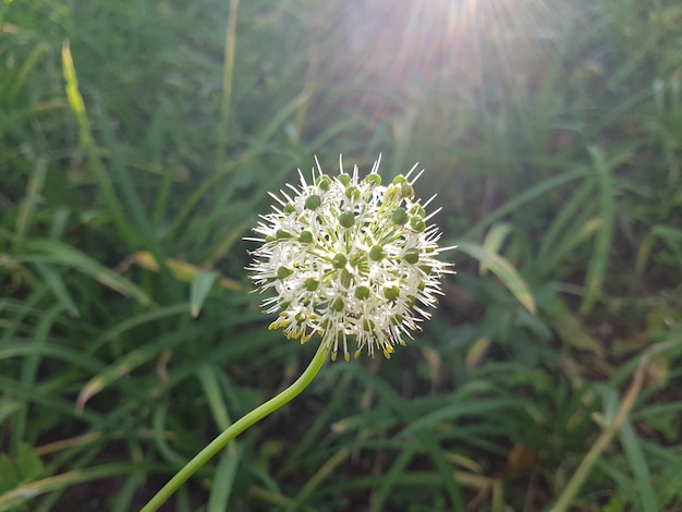 White allium flower