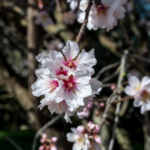 White almond flowers in spring