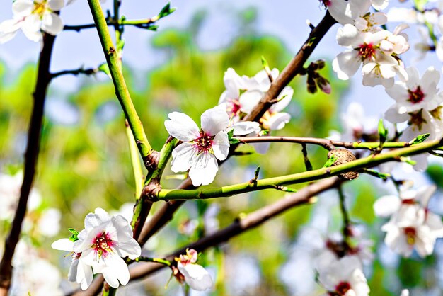 Photo white almond tree flowers in spring almond fields selective approach