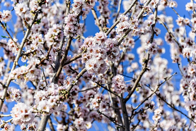 White almond tree flowers in spring Almond fields Selective approach