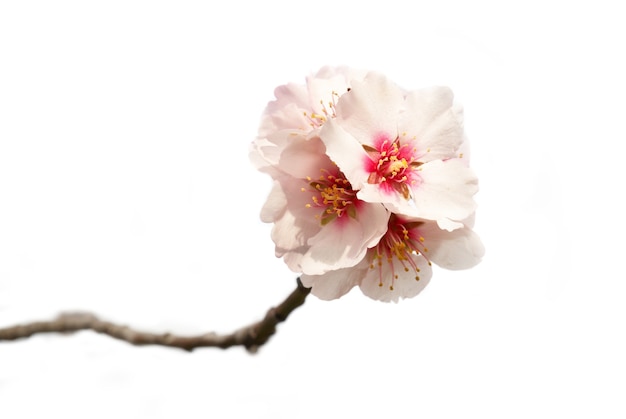 White almond tree pink flowers with branches isolated on white background