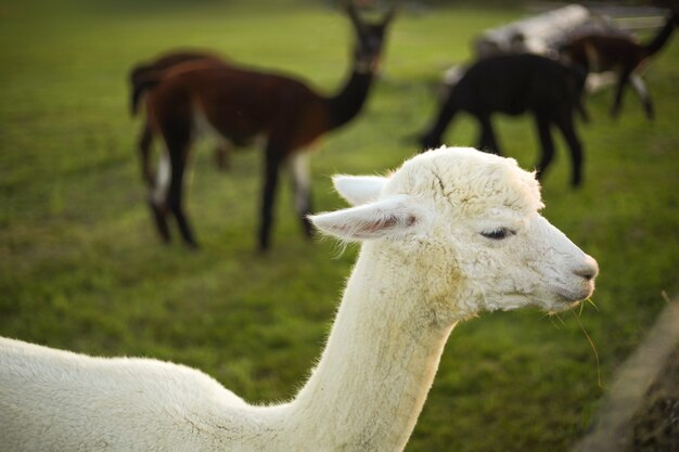 White alpaca at farm, sunset lights. Farm, coutrylife. Closeup view.