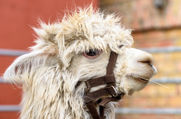 White alpaca at a farm zoo