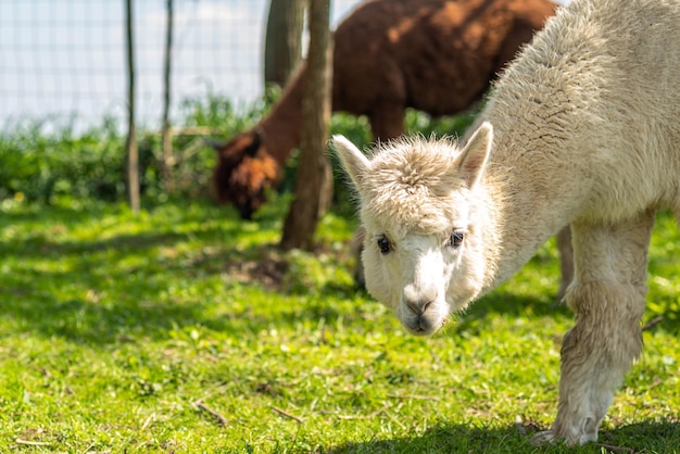 White alpaca freerange on a farm on green grass