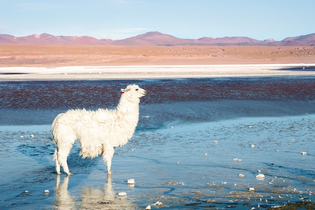 볼리비아 Altiplano 라구나 콜로라도에 있는 흰색 알파카.