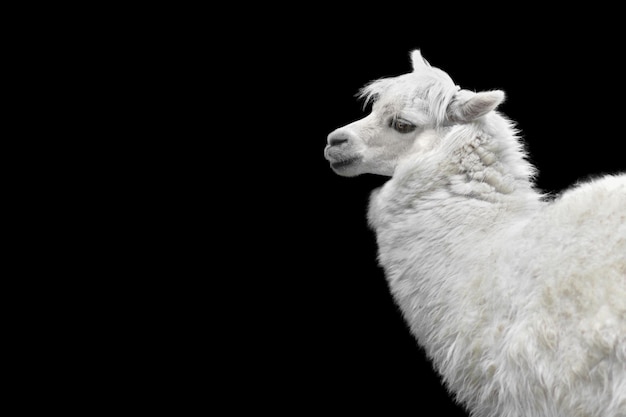 White alpaca llama isolated on black background animal standing sideways