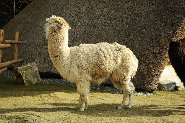 White alpaca in park in sunny autumn day