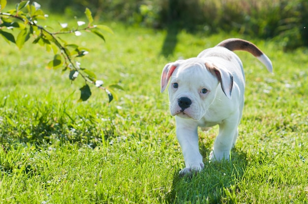 ホワイトアメリカンブルドッグの子犬は自然に動いています