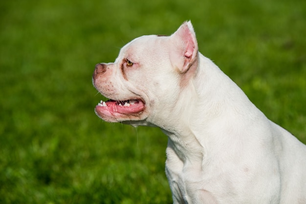 White American Bully playing in the grass