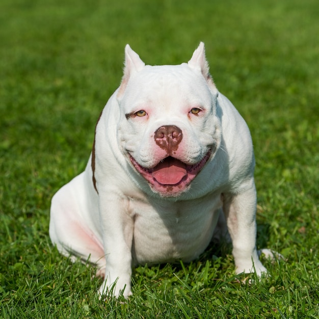 White American Bully playing in the grass