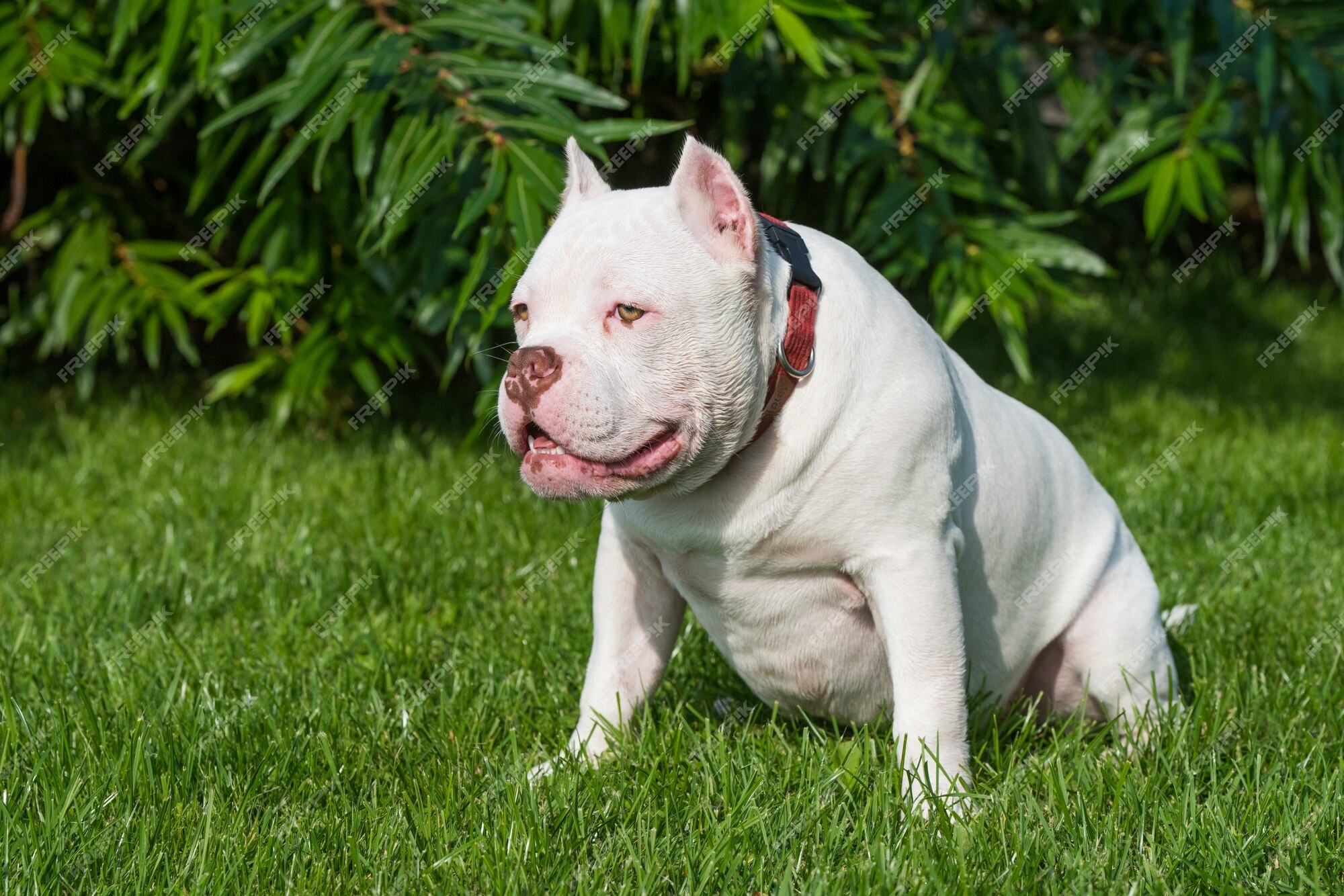 Purebred Canine American Bully Pet Dog Sitting On Grass Stock Photo -  Download Image Now - iStock