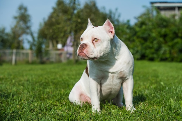 White american bully puppy dog sitting on green grass