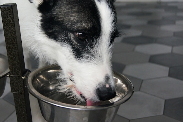 写真 アルミボウルから白と黒の雑種犬の飲み物